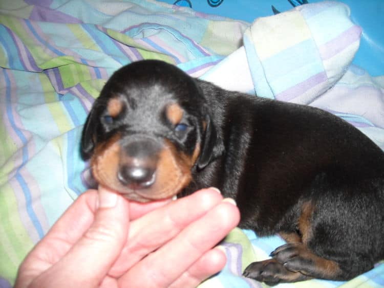 doberman pinscher puppies