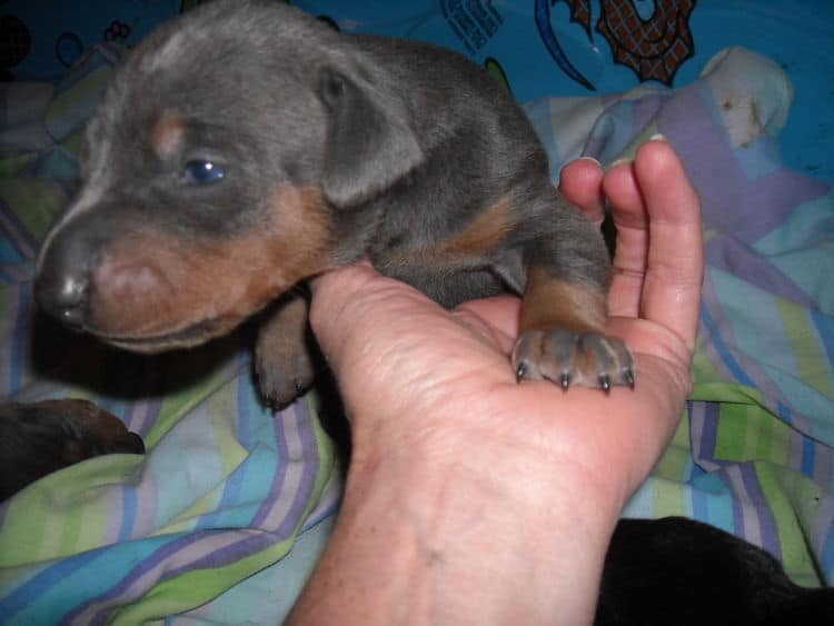 doberman pinscher puppies