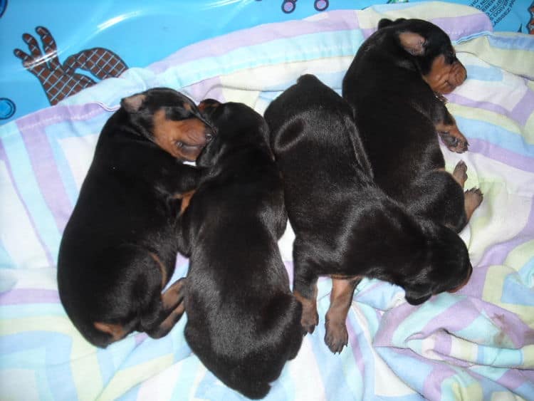 doberman pinscher puppies