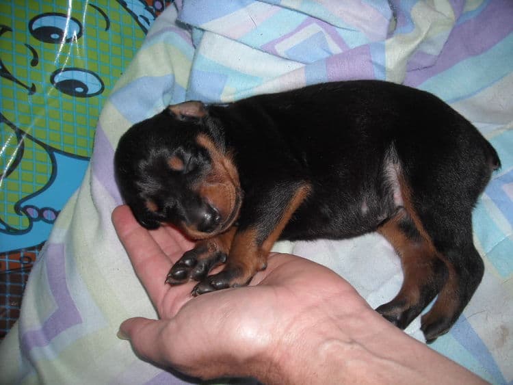 doberman pinscher puppies