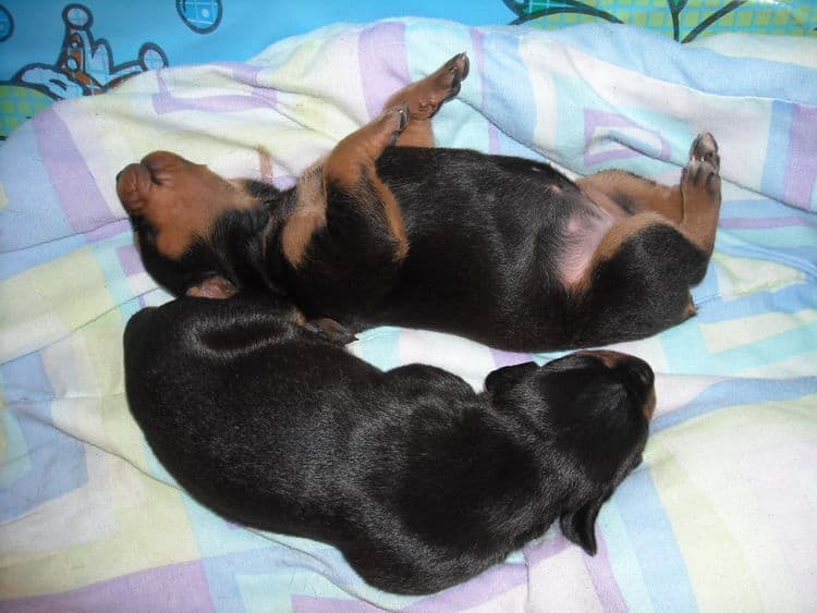 doberman pinscher puppies