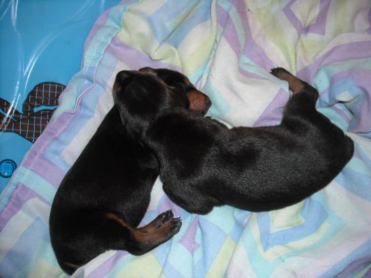 doberman pinscher puppies