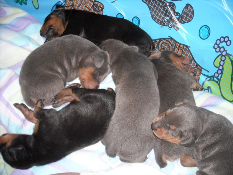 doberman pinscher puppies