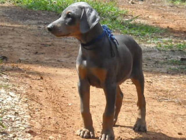 blue male doberman puppy