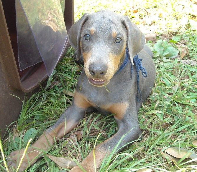 blue male doberman puppy