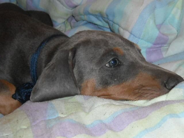 blue male doberman puppy