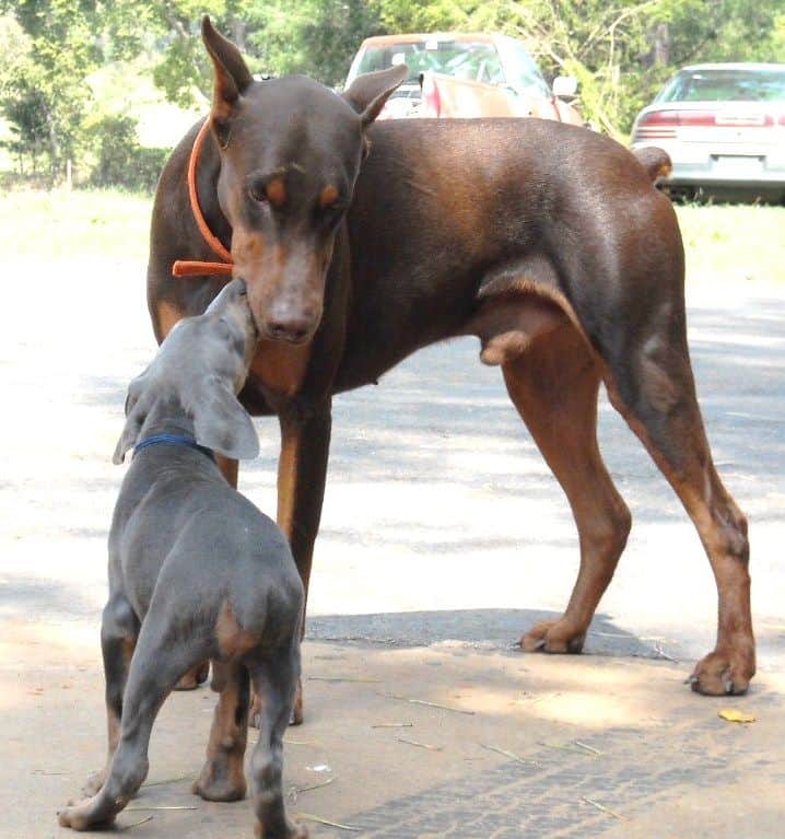 blue male doberman puppy