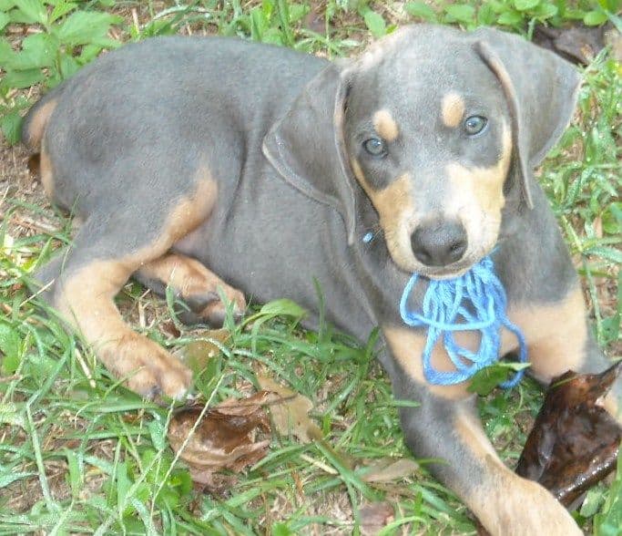 blue male doberman puppy