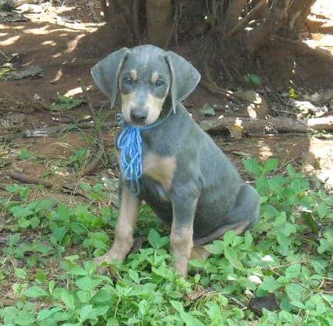 blue male doberman puppy