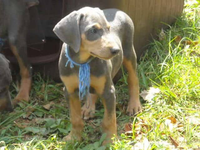 blue male doberman puppy