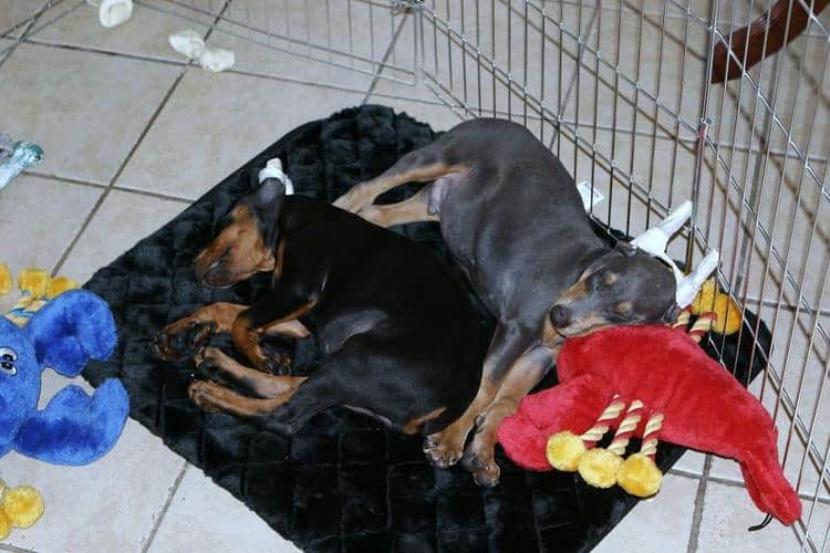 blue and rust male and black and rust male dobie pups