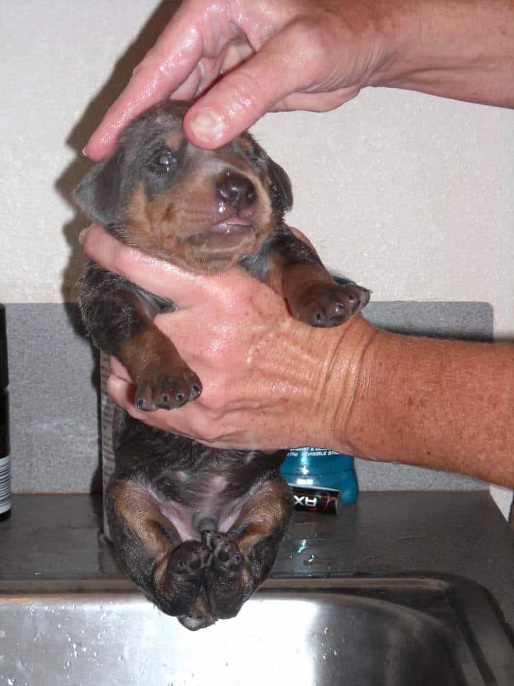 bathing doberman pups