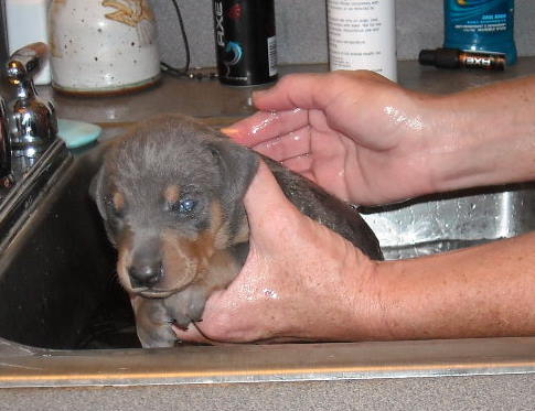 bathing doberman pups