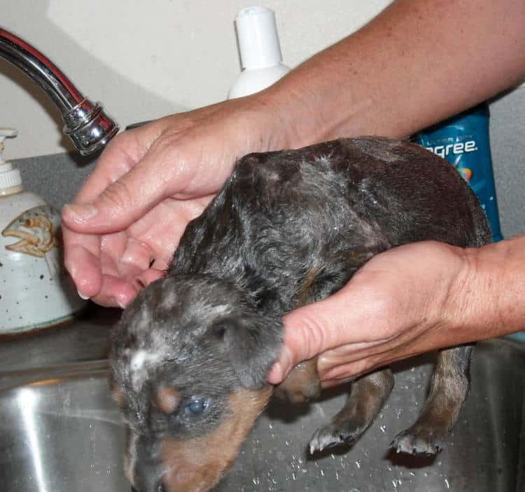 bathing doberman pups