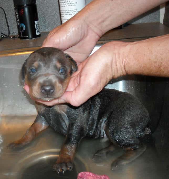 bathing doberman pups