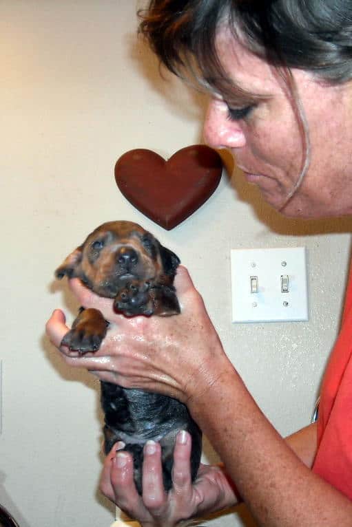 bathing doberman pups