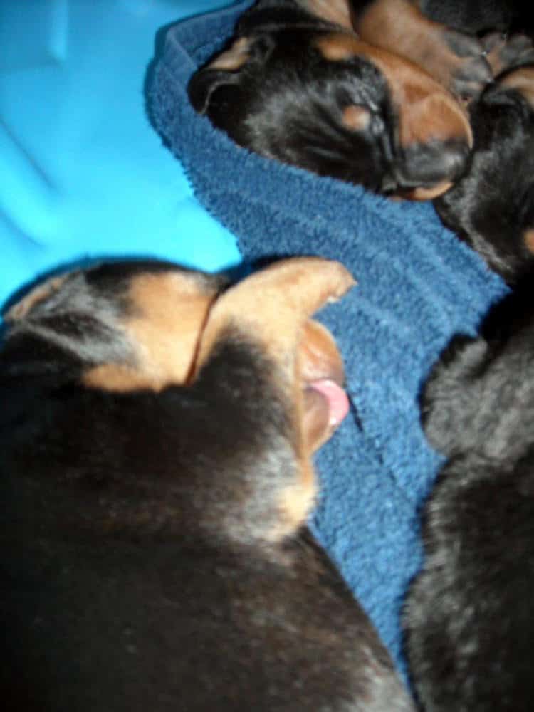 bathing doberman pups