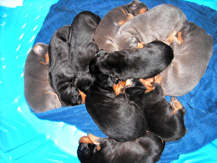 bathing doberman pups