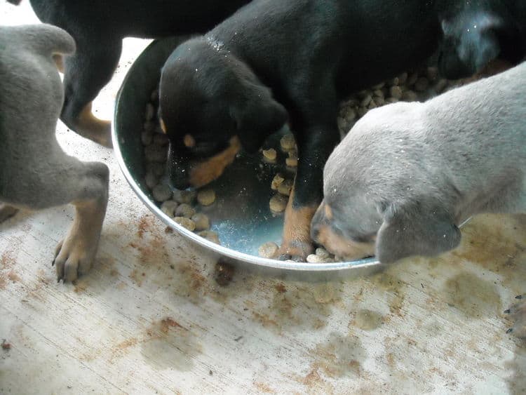 doberman puppies first food experience