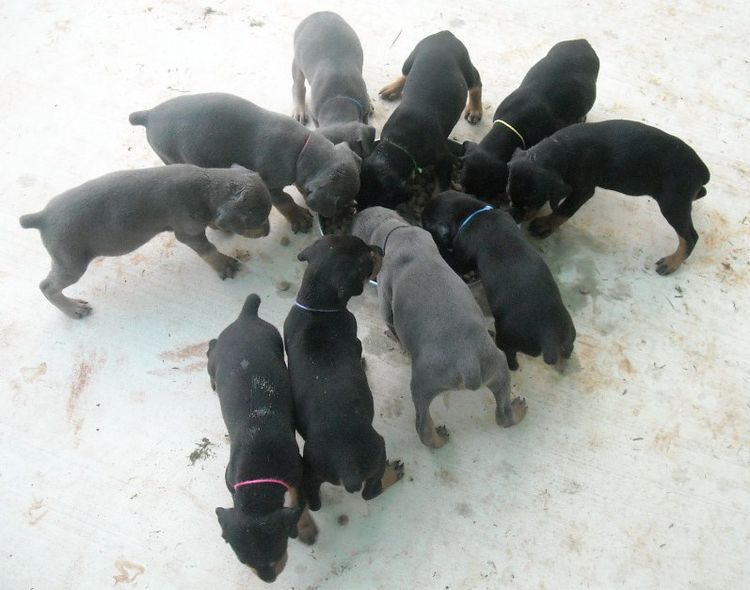 doberman puppies first food experience