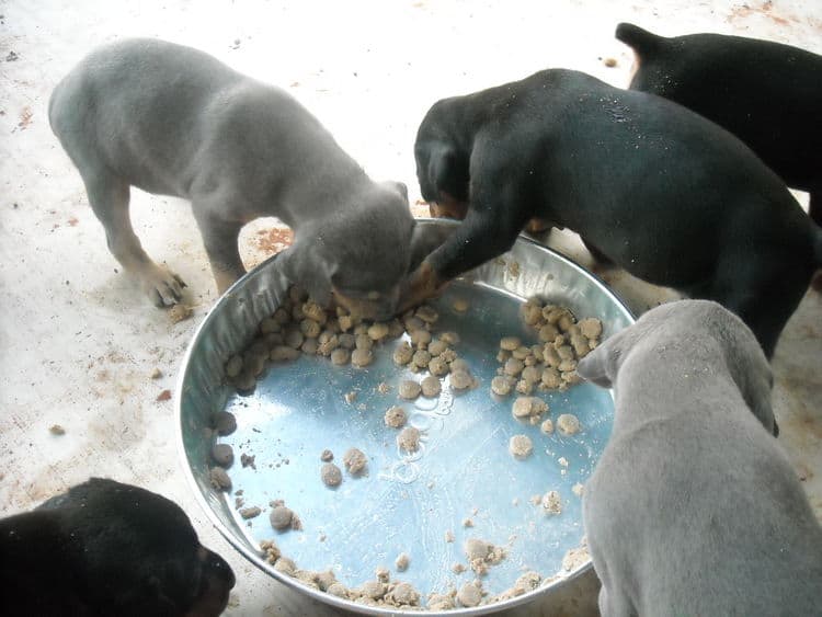 doberman puppies first food experience