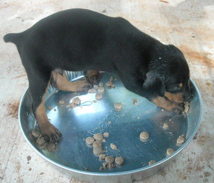 doberman puppies first food experience