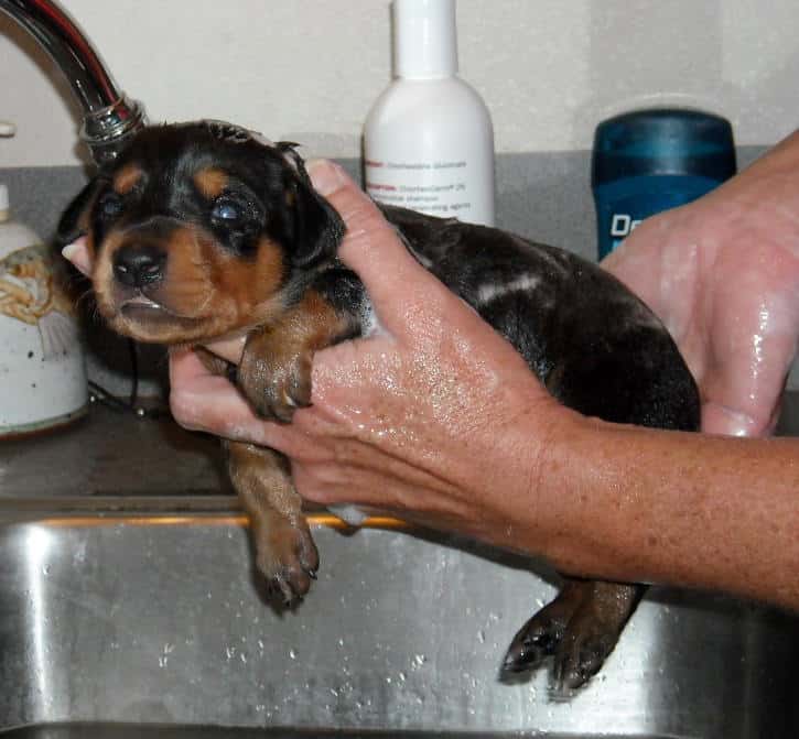 bathing doberman pups