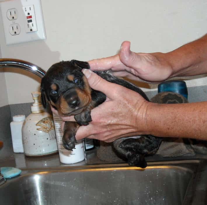 bathing doberman pups