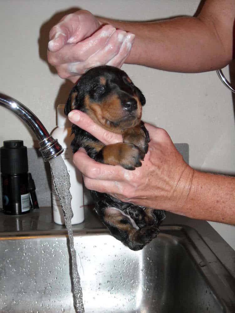 bathing doberman pups