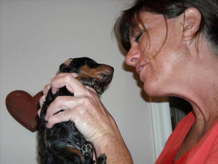 bathing doberman pups