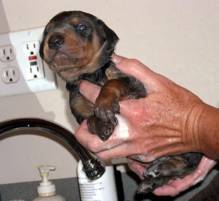 bathing doberman pups