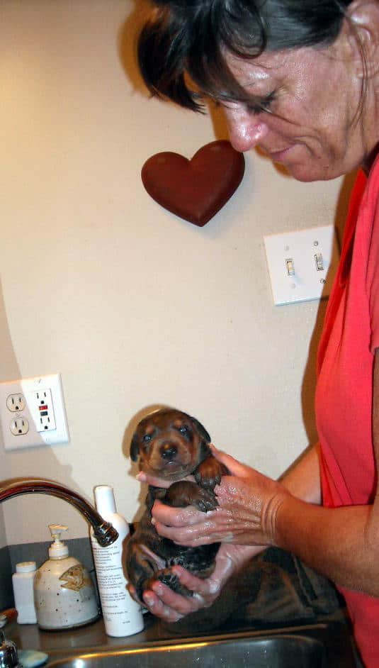 bathing doberman pups