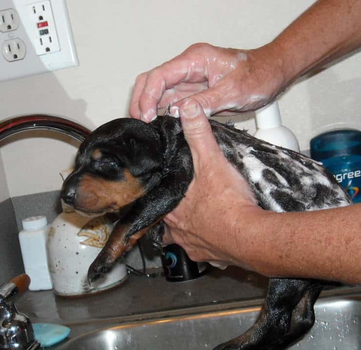 bathing doberman pups