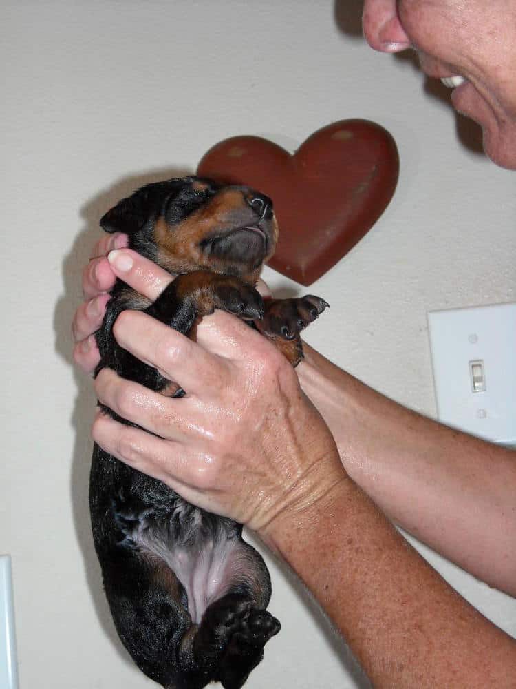 bathing doberman pups