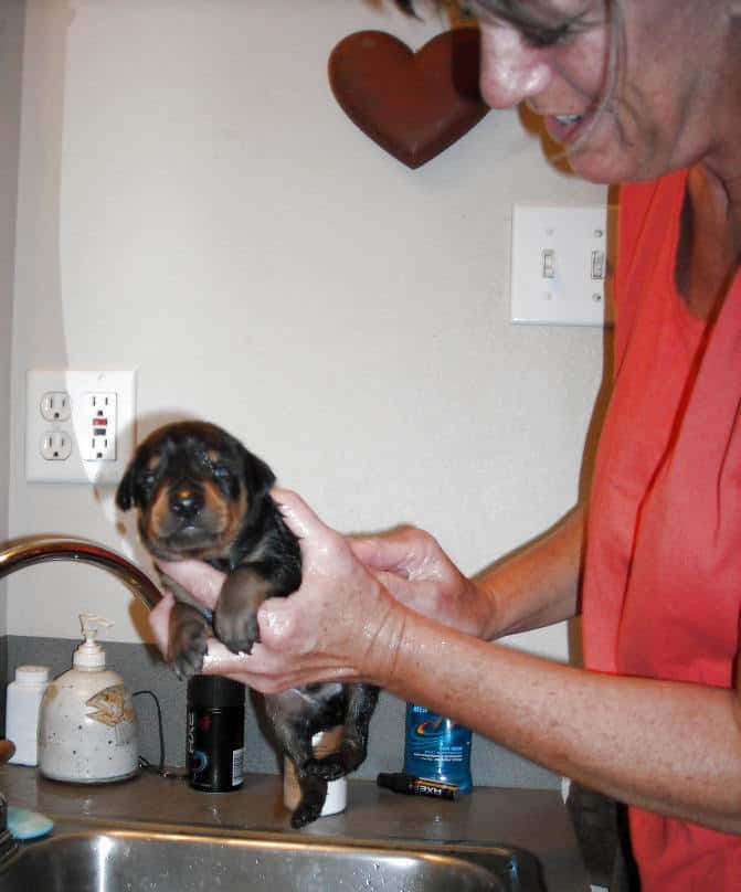 bathing doberman pups