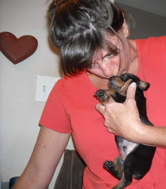 bathing doberman pups