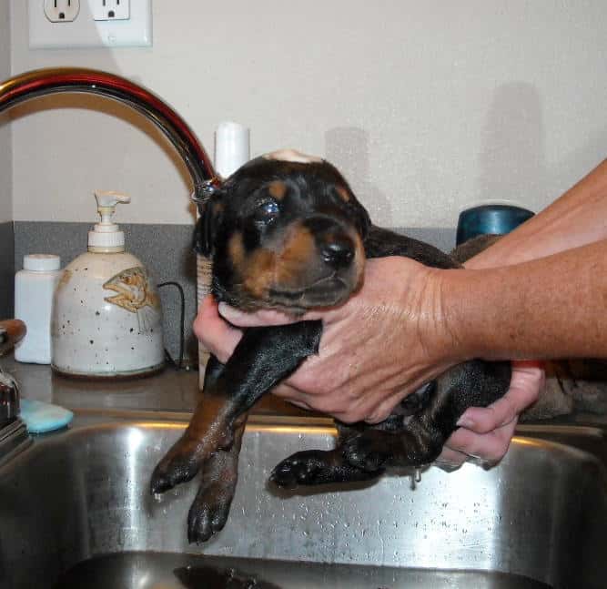 bathing doberman pups