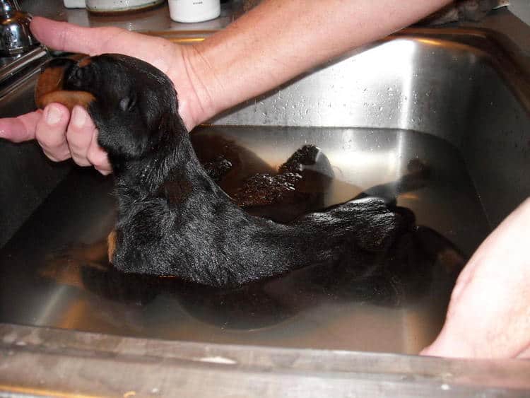 bathing doberman pups