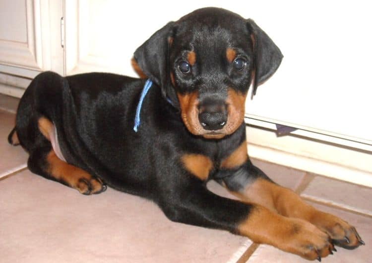 6 week boy doberman puppy