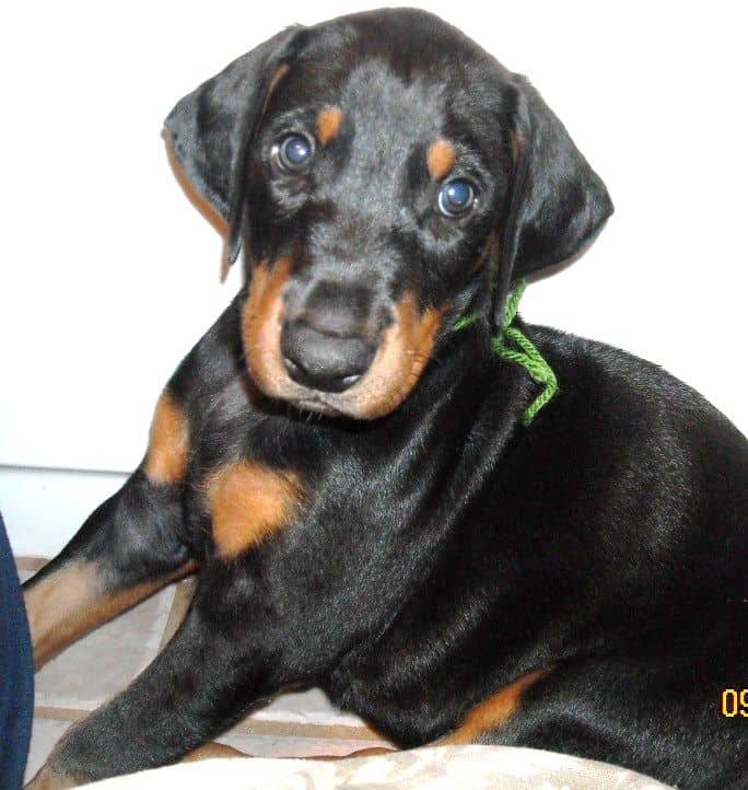 6 week boy doberman puppy