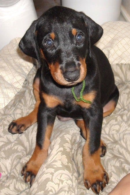 6 week boy doberman puppy