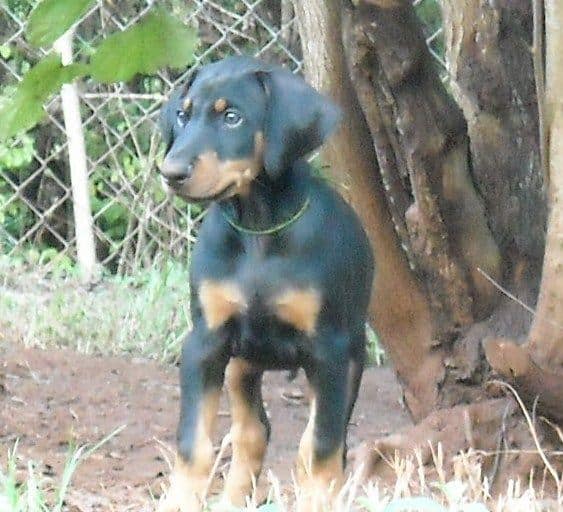 8 week boy doberman puppy