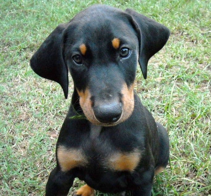 8 week boy doberman puppy