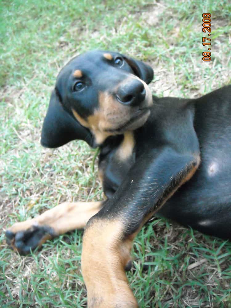 8 week boy doberman puppy