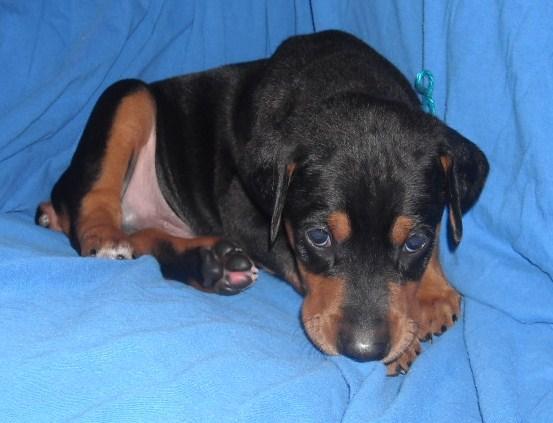 4 week old dobe puppies