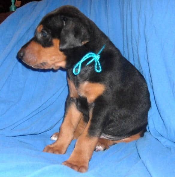 4 week old dobe puppies