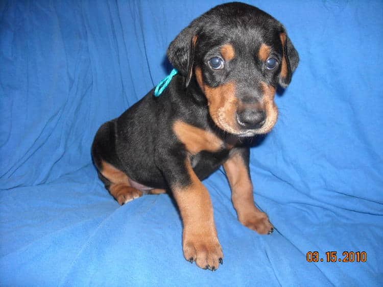 4 week old dobe puppies