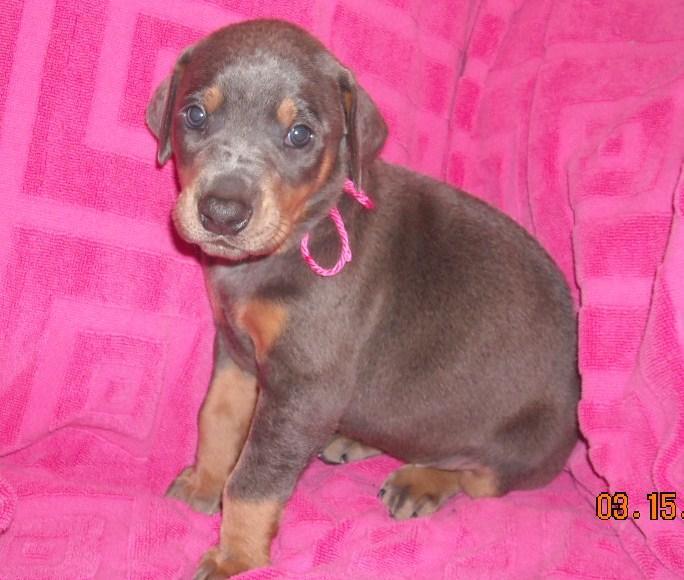 4 week old blue doberman female pup