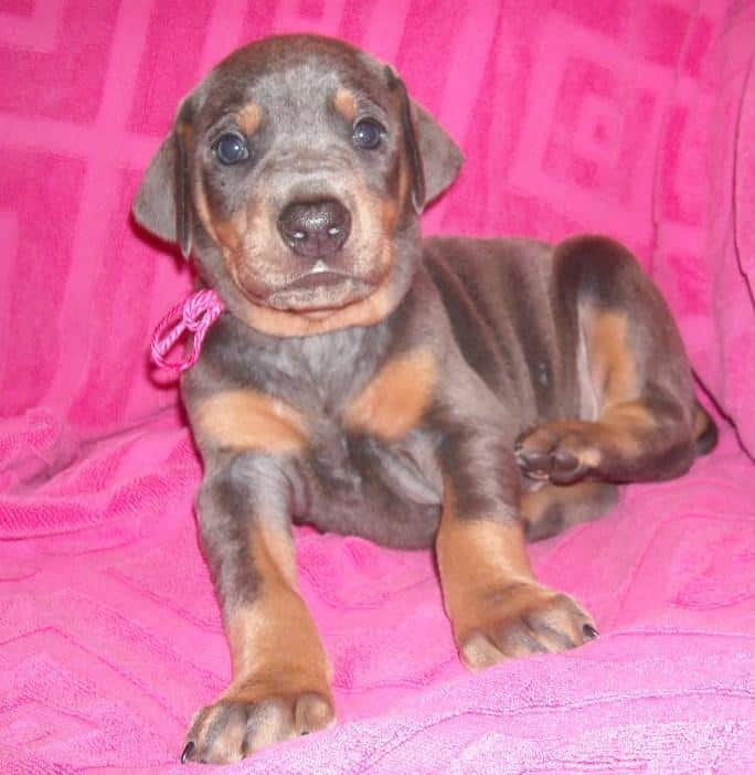 4 week old blue doberman female pup