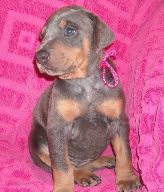 4 week old blue doberman female pup